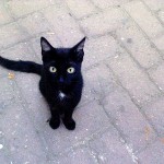 Black Cat
